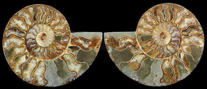 Cut & Polished Ammonite Fossil - Agatized #47720